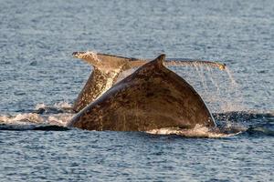 gobba balene nuoto nel Australia foto