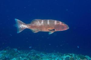 colorato cernia isolato su oceano foto