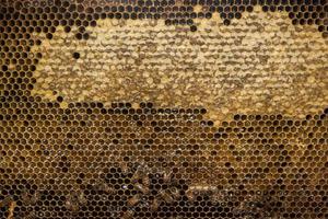 api dentro alveare macro vicino su foto