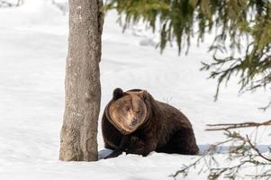 Marrone orso su il neve sfondo foto