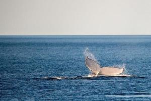 gobba balene nuoto nel Australia foto