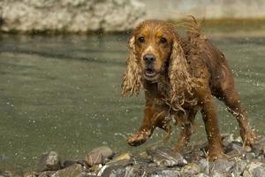 inglese cocker spaniel cane guardare a voi foto