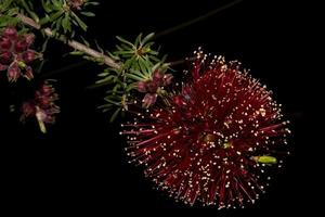 australia cespuglio flora flora dettaglio fiore di banksia foto