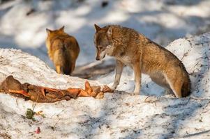 lupo mangiare e a caccia su il neve foto