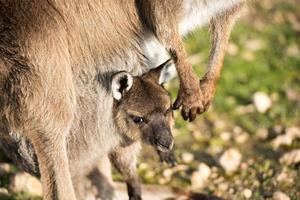 canguro ritratto vicino su ritratto Guarda a voi foto