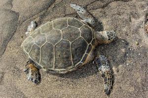 verde tartaruga nuoto vicino il riva nel Hawaii foto