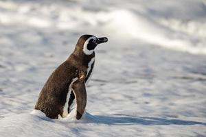patagonia pinguino vicino su ritratto foto
