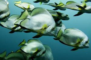 dentro un' scuola di pipistrello pesce nel sipadano, Borneo, Malaysia foto