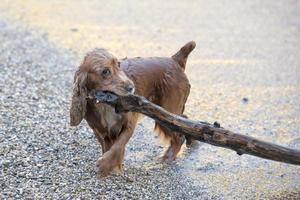 cucciolo cane cocker spaniel giocando su il spiaggia foto