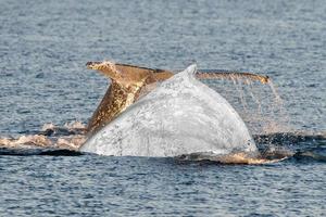 gobba balene nuoto nel Australia foto