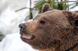 orso ritratto su il neve guardare a voi foto