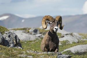 grande corno pecora ritratto mentre guardare a voi foto