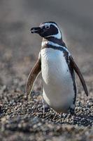 patagonia pinguino vicino su ritratto foto