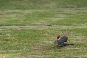 rosso cardinale uccello a partire dal Hawaii foto