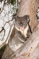 selvaggio koala su un' albero mentre sbadigli foto