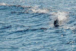 delfini mentre salto nel il in profondità blu mare foto