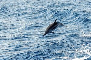 delfini mentre salto nel il in profondità blu mare foto