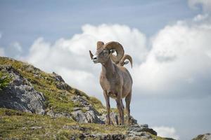 grande corno pecora ritratto foto