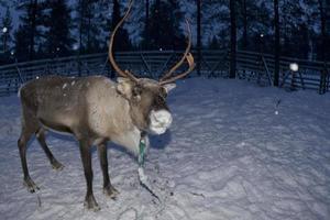 renna ritratto nel inverno neve tempo foto