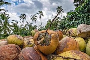 fresco raccolto Noce di cocco vicino su dettaglio nel bali foto