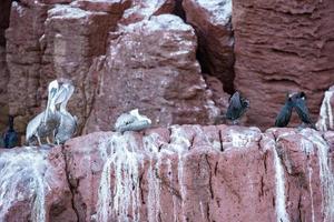 pellicano ritratto rilassante su il rocce foto