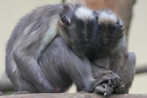 Due scimmie mentre Tenere loro mani foto