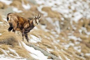 camoscio cervo nel il neve sfondo foto