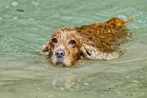 cane cucciolo cocker spaniel giocando nel il acqua foto