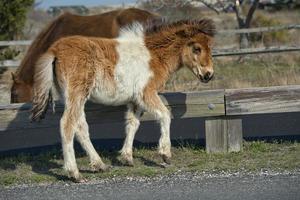 assateague cavallo bambino giovane cucciolo selvaggio pony foto