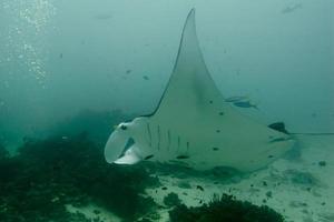 manta subacqueo vicino su ritratto mentre immersione foto