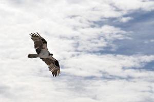 falco pescatore uccello volante per il nido foto