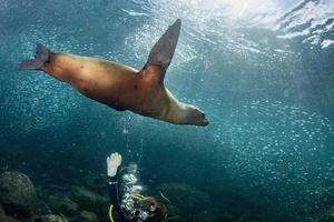 mare Leone foca subacqueo mentre immersione galapagos foto