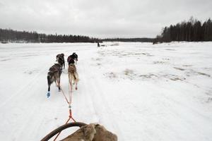 slittino con slitta cane nel Lapponia nel inverno tempo foto