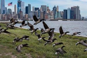 Oca volante al di sopra di Manhattan nuovo York città paesaggio sfondo foto