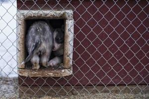 cucciolo Due mesi vecchio rauco cane foto