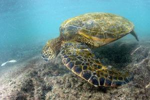 verde tartaruga subacqueo vicino su vicino il riva foto