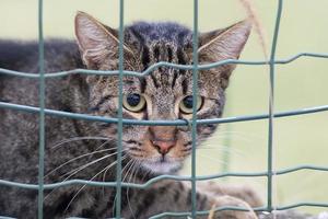 gatto mentre guardare a voi a partire dal foto