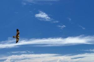 un' aquilone aquila falco pescatore su il in profondità blu cielo sfondo foto