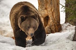 orso ritratto nel il neve foto