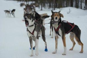 slittino con slitta cane nel Lapponia nel inverno tempo foto