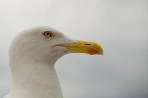 gabbiano testa vicino su macro dettaglio foto