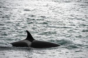 orca uccisore balena attacco un' foca mare Leone su il spiaggia foto