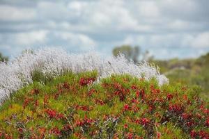 dettaglio della flora dei fiori del cespuglio dell'Australia foto