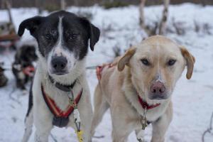 slittino con slitta cane nel Lapponia nel inverno tempo foto