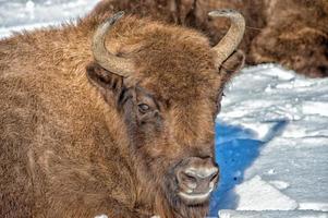 europeo bisonte vicino su ritratto foto