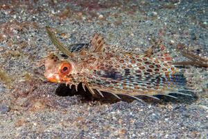 volante gallinella dattilottero volitans pesce subacqueo foto