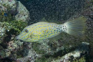 arlecchino filefish e coralli foto