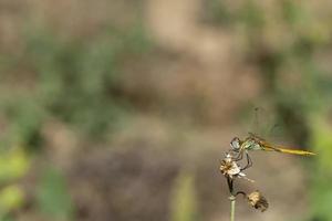 un' libellula ritratto foto