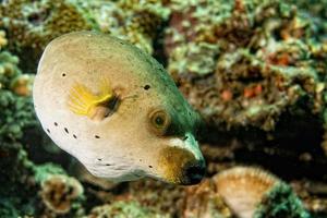 colorato palla puffer pesce su il scogliera sfondo foto