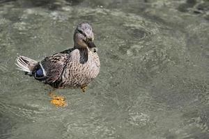 un' anatra mentre nuoto foto